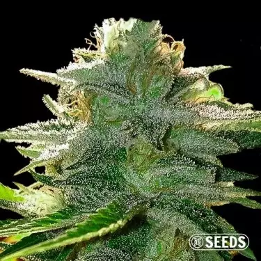 Moby Dick 100% feminized bulk seeds - GB