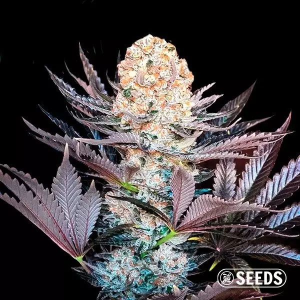 Critical feminized seed