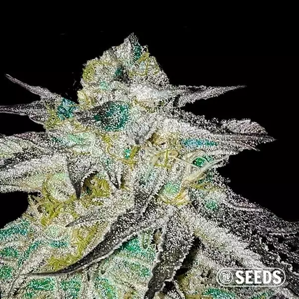 View Critical Jack cannabis plant