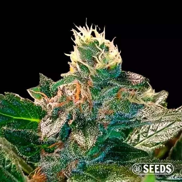 View Cheese Plant cannabis