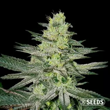 Amnésia 100% feminizada