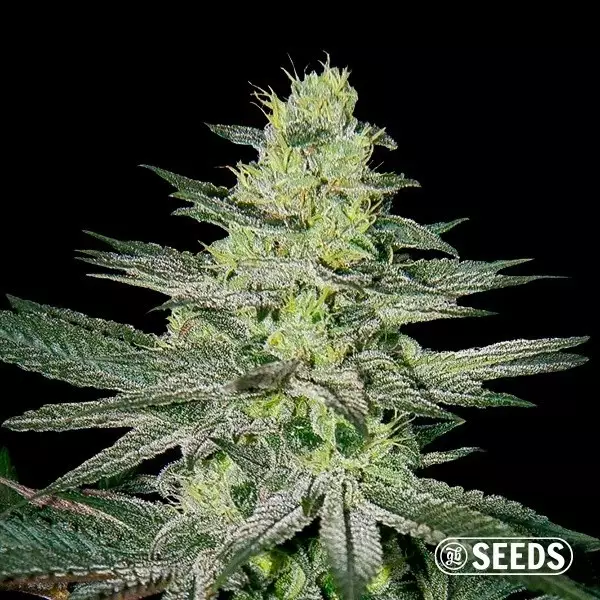 Amnesia Cannabis plant