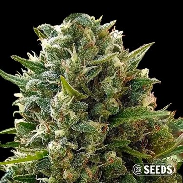 Plante de cannabis AK GB