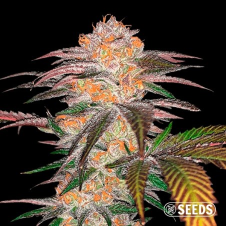 Auto Zkittlez 100% feminizada