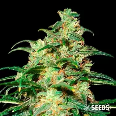 Auto Skunk XXL 100% - Bulk seeds -GB