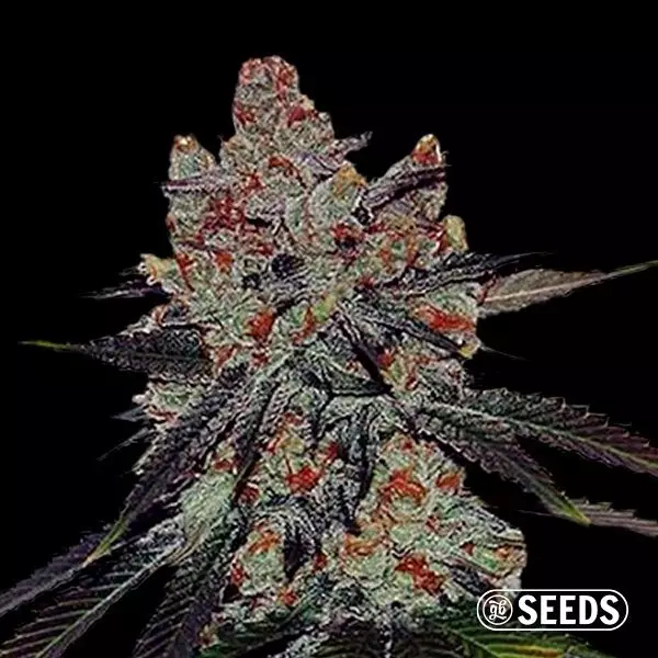 Auto Sherbert XXL 100% feminizada