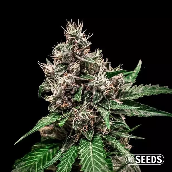 View Auto Bruce Banner 100% feminizada