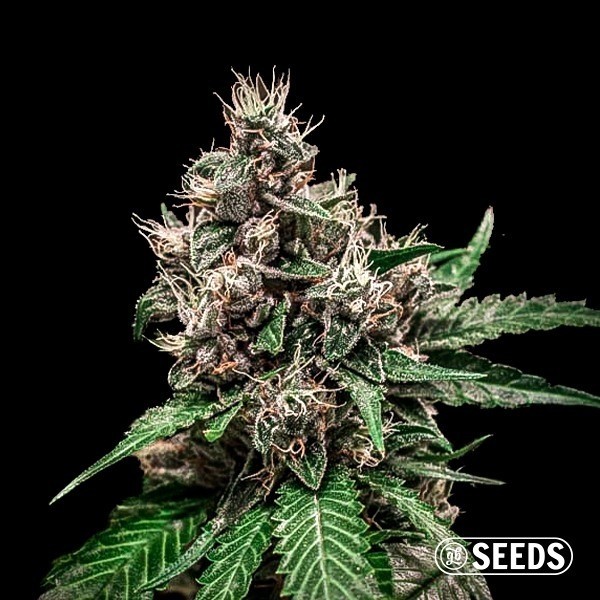 Auto Bruce Banner 100% feminizado