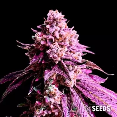 Auto Purple Sunset XXL 100% feminizada