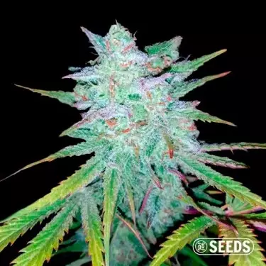 Auto Gelatto 100% feminizada