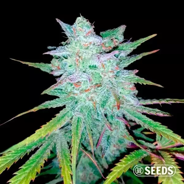 Auto Gelatto 100% feminizada