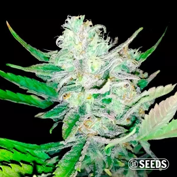 Auto Girl Scout Cookies 100% feminizada