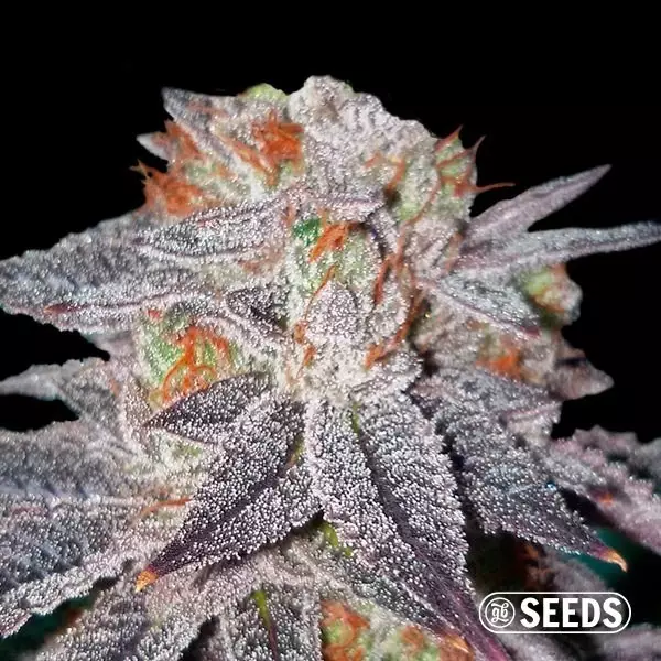 Auto OG Kush automatic seeds in bulk - GB