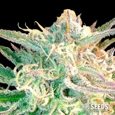 Magnus Super Auto Autoflowering in bulk - GB