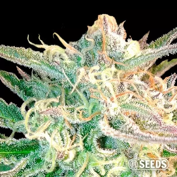 View Magnus Super Auto Autoflowering in bulk - GB