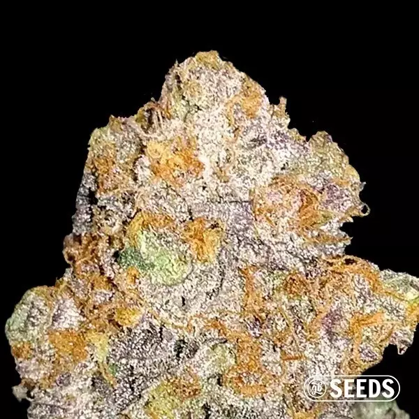 View Auto Mamba XXL autoflowering - Bulk seeds - GB