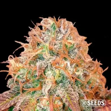 Auto Maxi Gom autoflowering in bulk - GB