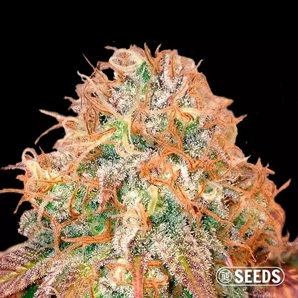 View Auto Maxi Gom 100% feminizada