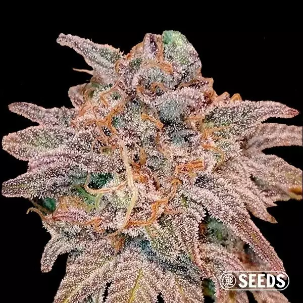 Auto Cheese autoflowering - Bulk seeds - GB