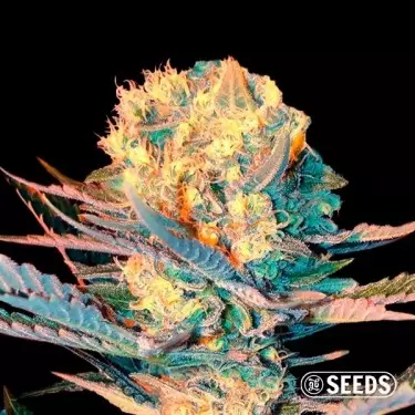 Auto White Widow XXL -Bulk Seeds - GB