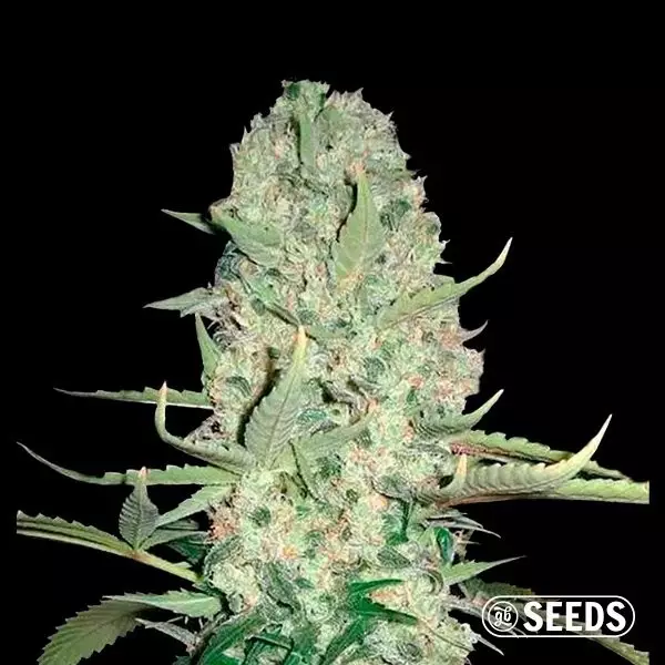 Auto Super Skunk 100% feminizado
