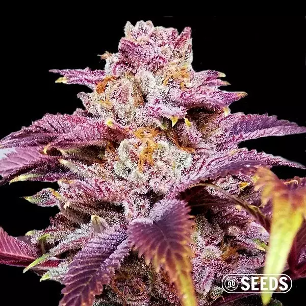 Auto Somango XXL in bulk - GB The Green Brand