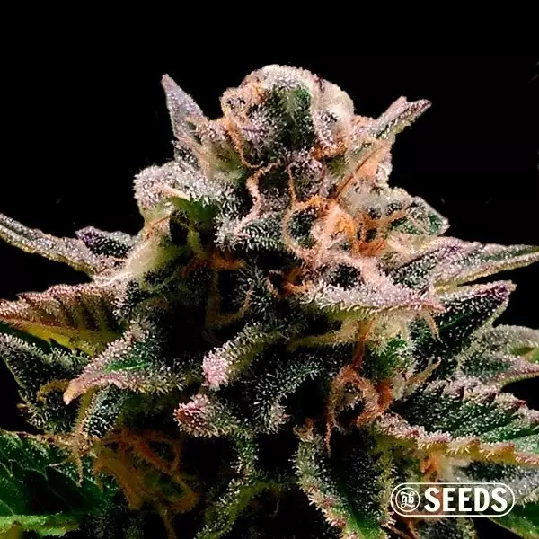 Auto Jack Herer 100% feminizada