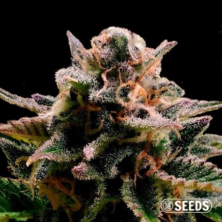 Auto Jack Herer 100% feminizada
