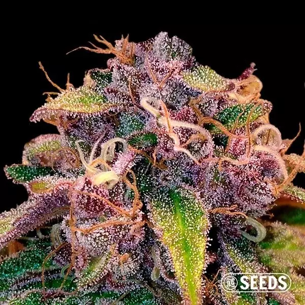 View Auto Blueberry 100% feminizado