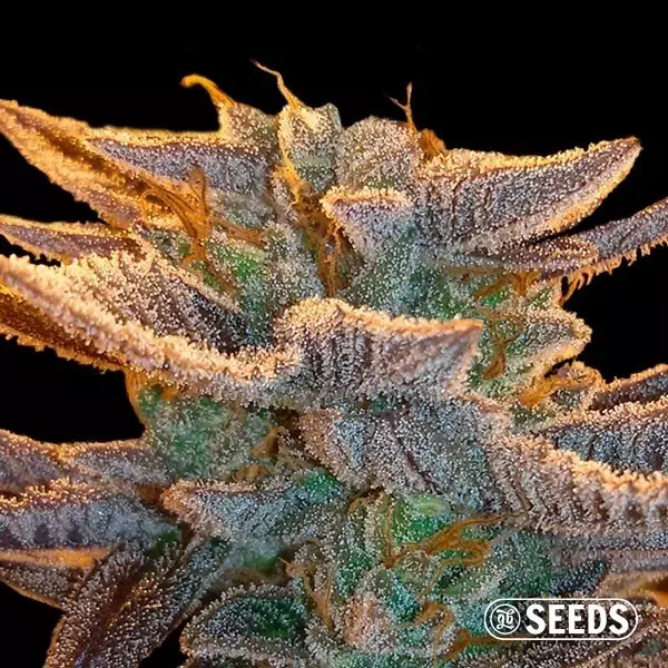 View Auto Amnesia XXL