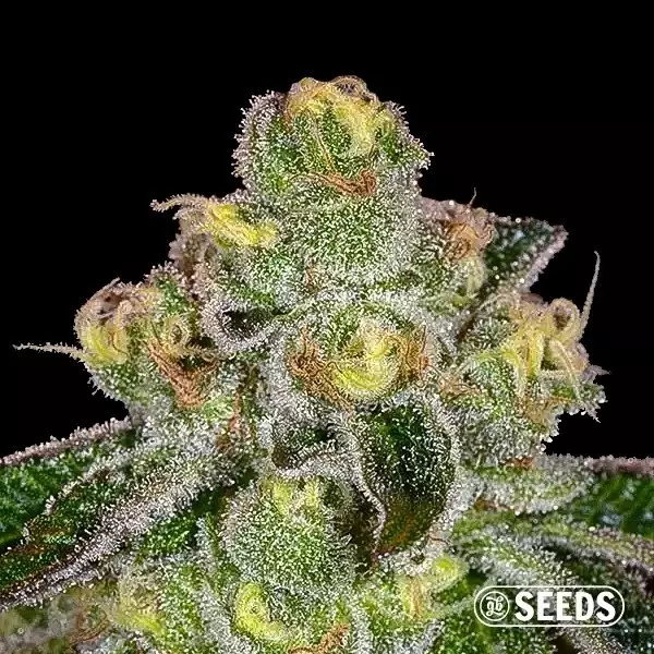 View Girl Scout Cookies 100% feminizada