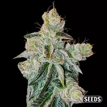 Feminized Pluto Bulk seed | Kush Variety - GB