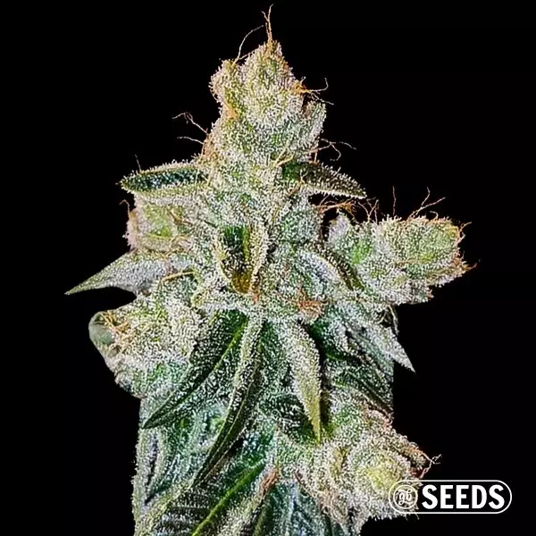 View Feminized Pluto Bulk seed | Kush Variety - GB