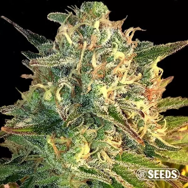 Auto Moby Dick XXL 100% feminizada