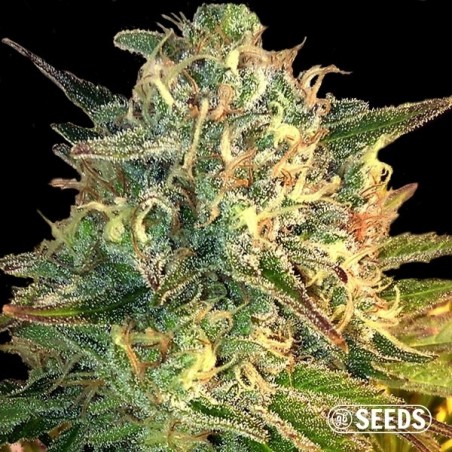 Auto Moby Dick XXL 100% feminizada
