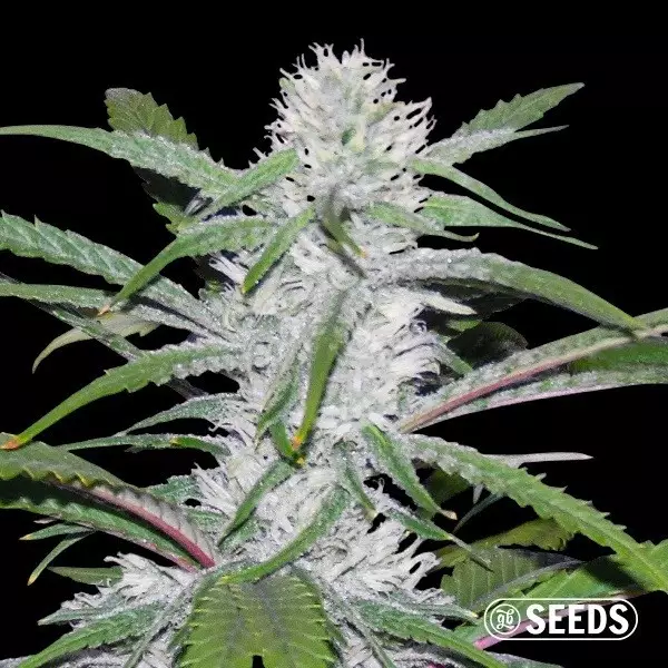 View Moby Dick Fast bulk seeds - GB The Green Brand
