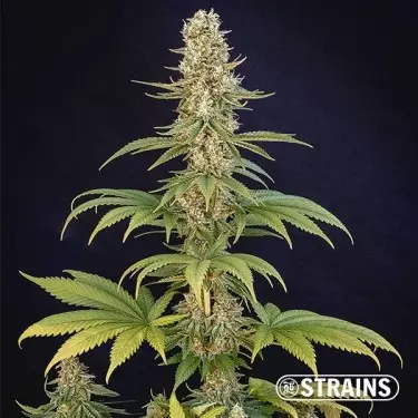 Comprar Bazookiez Limited Edition GB Strains - GB
