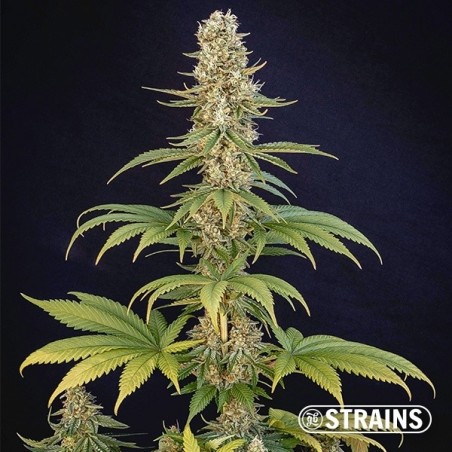 Comprar Bazookiez Edición Limitada GB Strains - GB
