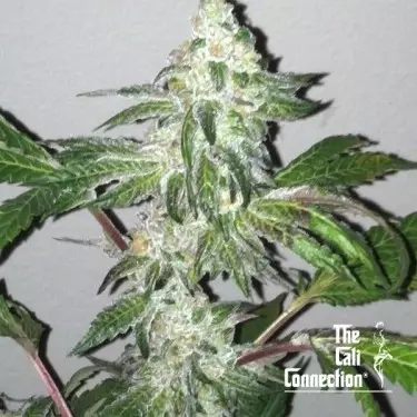 Cookies de escuteiro