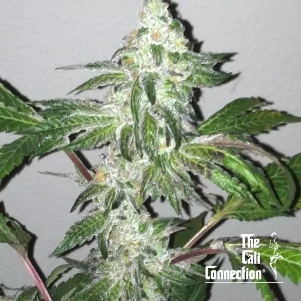 View Girl Scout Cookies