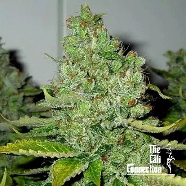 View SFV OG Kush Regular