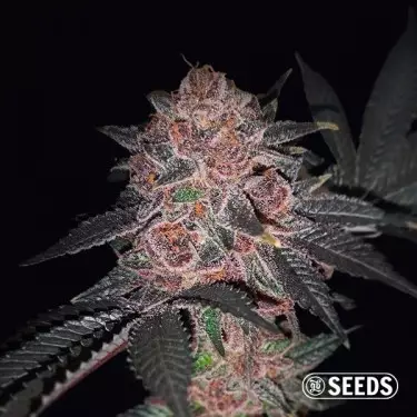 Auto Purple Wookie CBD Seeds - GB A marca verde