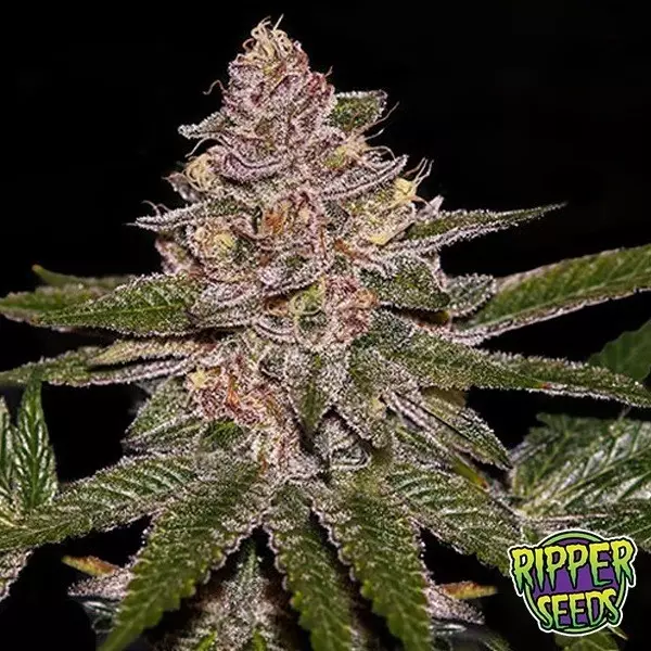 View Radical Juice Auto Ripper Seeds