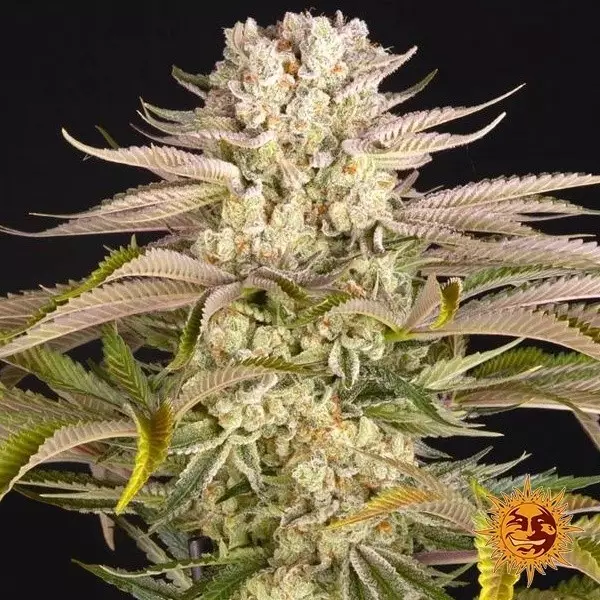 View Pineapple Express