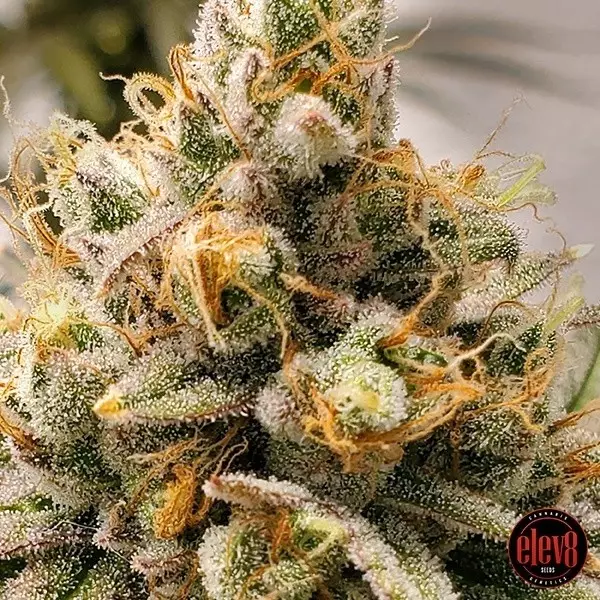 View Frosty Melons by Elev8 Seeds - GB The Green Brand