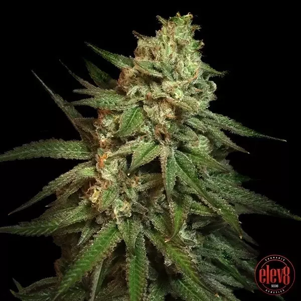 View Sementes Snoop's Applefrizzle Elev8 - GB The Green Brand