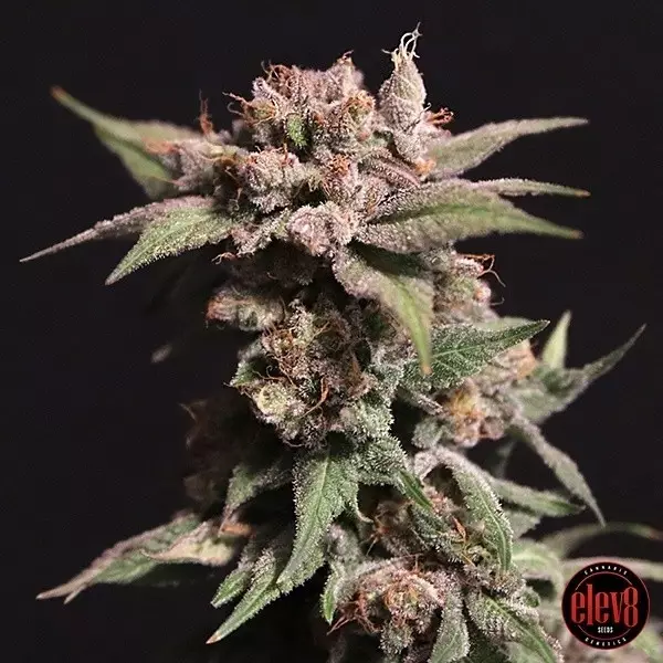 View Strawberry Sugar