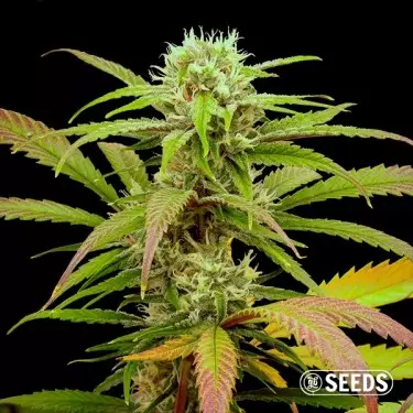 Critical Fast CBG bulk seeds - GB The Green Brand