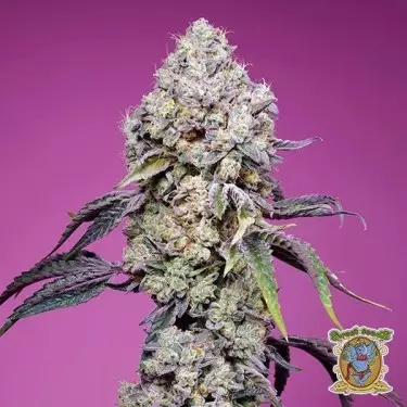 Sweet Mandarine Zkittlez F1 Fast Version