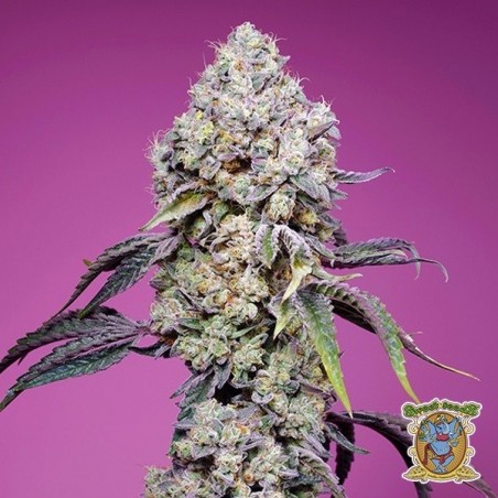 Sweet Mandarine Zkittlez F1 Fast Version